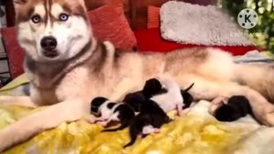 Собака в лесу нашла выброшенных котят. Посмотрите что она сделала