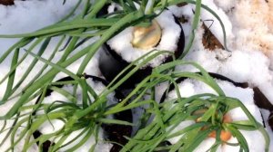 Как получить свои семена лука эксибишен от и до в одном видео.