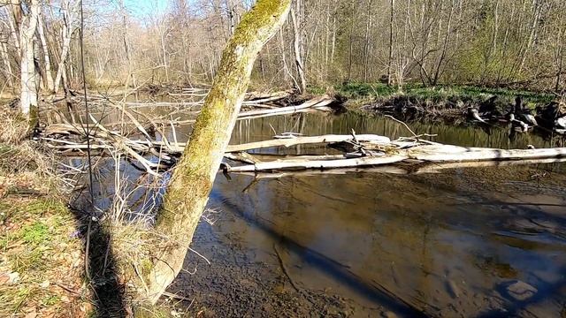 Как растёт черемша (дикий чеснок) смотреть онлайн