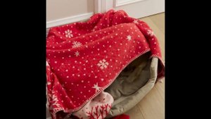 Длинношерстная миниатюрная такса Оди