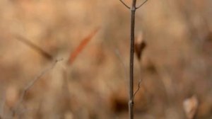 Nikon D5200 with Yongnuo 50mm f/1.8 Test Video