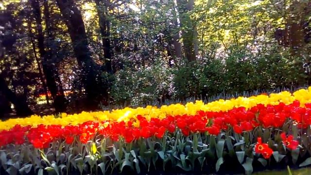 Королевской парк тюльпанов в Голландии "Keukenhof" 2018 ( 21 ) смотреть онлайн