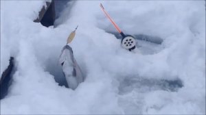 Активный клев форели !!! Рыбалка в Подмосковье !!! Савельево-2!!!