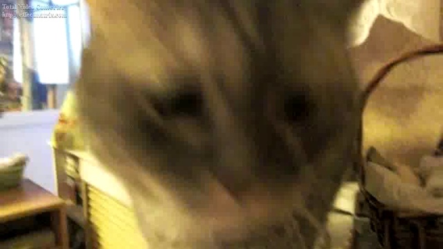 котэ 2