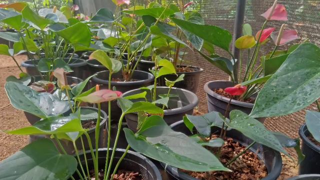 Anthuriyam bankok ledijen ඇන්තූරියම් ANTHURIUM смотреть онлайн