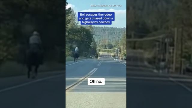 Bull escapes rodeo and runs down California highway #shorts