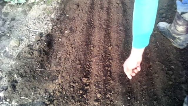 Посев редиски в теплице смотреть онлайн