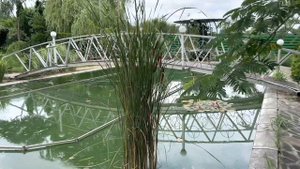 Моё любимое дерево Ленкоранская акация !!!