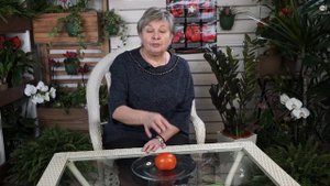 НЕ ПЕРЕПУТАЙТЕ ? ТОМАТ И ПОМИДОР ? В ЧЁМ РАЗНИЦА ?