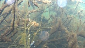 Редкие Кадры Под Водой Нереста Линя. Нереальная Красота Подводного Мира. Подводная Охота 2022 Видео