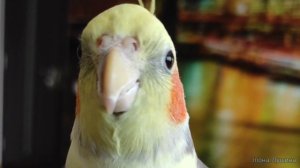 Как определить пол попугая корелли по окраске???Все окраски попугая корелли!