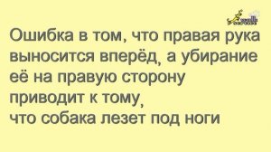 Дрессировка команды рядом, маленькая собачка, джек рассел