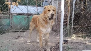 Казахский волкодав- Тобет