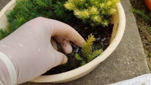 Посадка елочек в череночник,  так же цветение калины Бульдонеж и ивы Хакуро-Нишики и большой град.