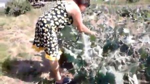 брокколи,цветная капуста