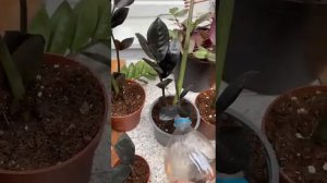 Пересадка чёрного Замиокулькаса