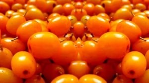 Облепиха на зиму  Полезные свойства облепихи