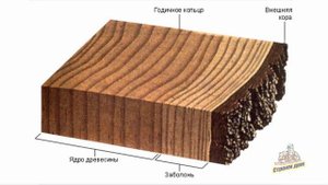 ПОРОДЫ ДРЕВЕСИНЫ ДЛЯ СТРОИТЕЛЬСТВА ДЕРЕВЯННОГО ДОМА
