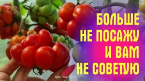 ХУДШИЕ СОРТА ТОМАТОВ сезон 2023! ЧИСТЫЙ ПИАР, А ПО ВКУСУ НИКАКИЕ!