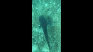 Мальдивы , экскурсия на китовую акулу , с острова Маафуши 100500 лайкоов