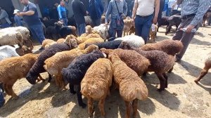 Авганские овцы и гиссарские порода в таджикистане г.худжанд 2023г мая.Гусфандхои Авгони ва Хисори