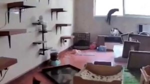 Суету навёл