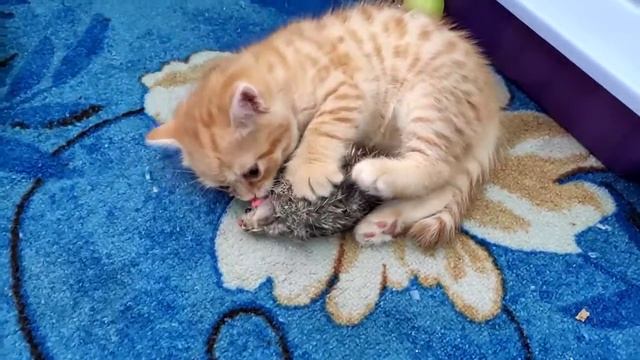 Наши котята (1,5 месяца)-видео №2 смотреть онлайн