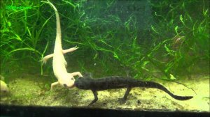 Тритон. ( Игольчетый ).