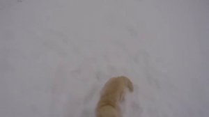 Жерлицы Васюнино