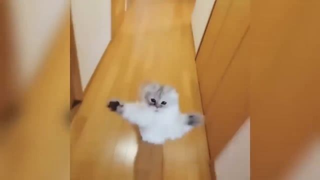 Смешные коты и котики, приколы про котов до слез - Смешные кошки #6