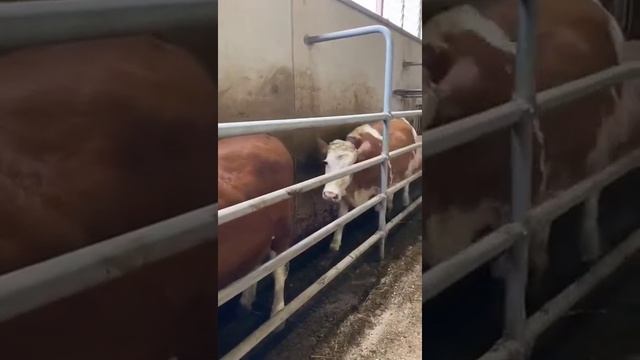 Продажа Симментальской породы КРС. Продажа племенных нетелей симментал. КРС живым весом оптом.