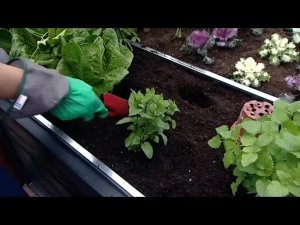 Теплица Palram Plant Inn 4x4 701808 с прозрачным остеклением