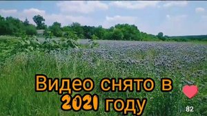 ТРИ САМЫХ ДОСТУПНЫХ МЕДОНОСА, СКОЛЬКО ДНЕЙ ЦВЕТУТ? КОГДА СЕЯТЬ?АРТУРА&ПАСЕКА???