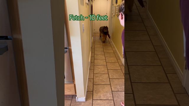 Wicket the Briard - Fetch #clickertraining #dogtricks #trickdogs