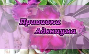 Прививка Адениума.mp4