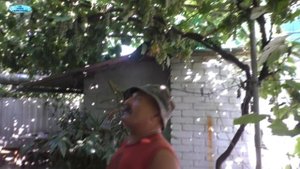 Отличные сорта неукрывного винограда для беседки!