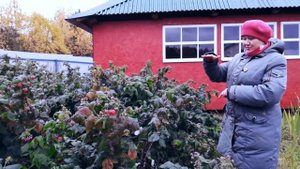 Малина в Октябре. Малина глубокой осенью.