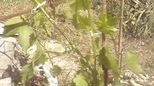 Прививка винограда - урожай через 3 месяца, часть1