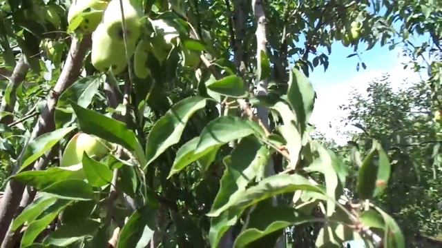 Яблоня "Кандиль" или почему Кук съел аборигенов. смотреть онлайн