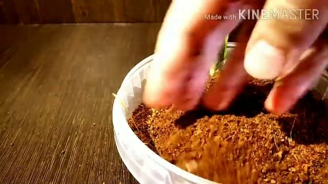 Эксперимент #2. Возможно ли вырастить дома подсолнечник. Часть 2.