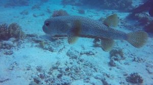 Рыба-ёж. Красное море. Хургада.