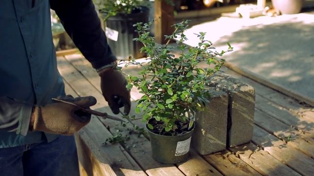 Garden Tool Guides : How to Use Bonsai Shears смотреть онлайн