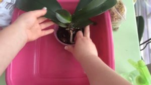 Молодые корни орхидеи растут вверх, направляем в горшок (часть 1)