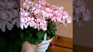 Honeywood Suzanne пеларгония