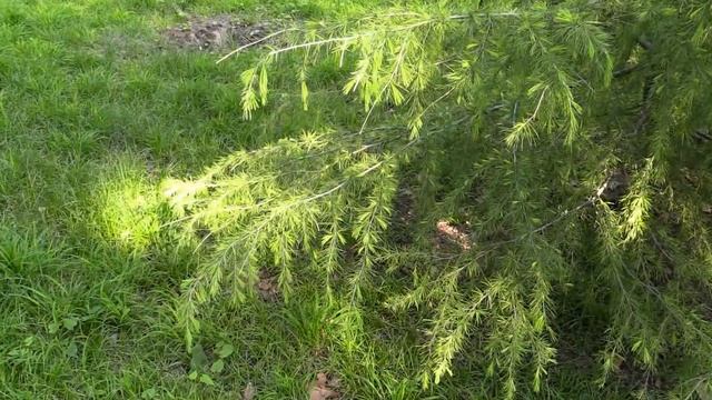 Берег моря 2 Шепси. А. Лутченко смотреть онлайн