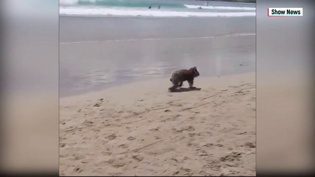 Эта коала неожиданно появилась на пляже в Австралии, обрадовав любителей пляжного отдыха. смотреть онлайн