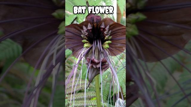 Top 5 Extremely weird plants that you can grow at your home #weirdplants #top10 #plant #amazingfact