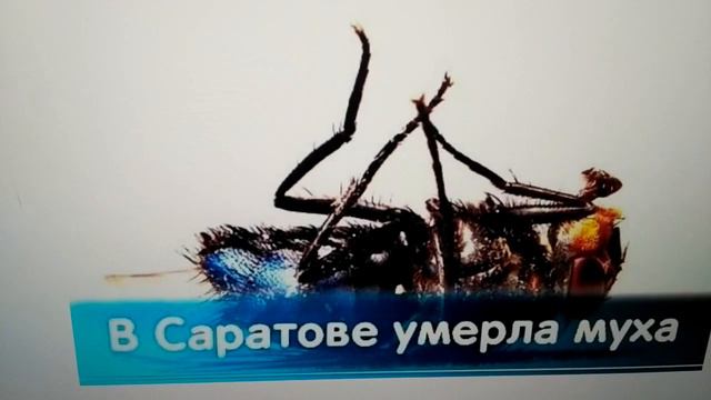 МУХИ ИЗ САРАТОВА БОЛЬШЕ НЕТ смотреть онлайн