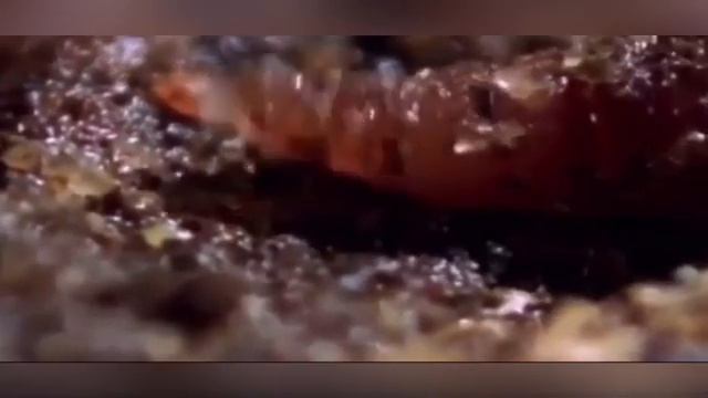 Дождевые черви смотреть онлайн