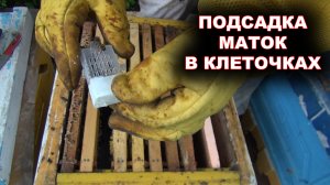 Подсадка маток в клеточках.